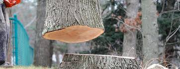 Professional Tree Care in Blair, WI