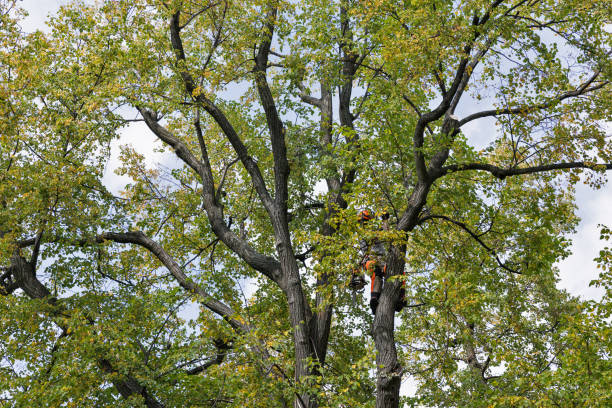 Best Storm Damage Tree Cleanup  in Blair, WI